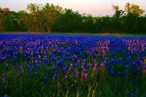 Blue bonnets near Austin, Texas, a place where the healing began.