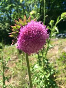 thistle