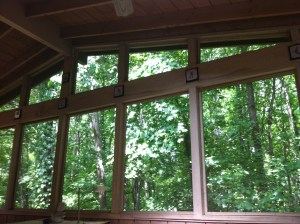 Trees surrounding my back porch.